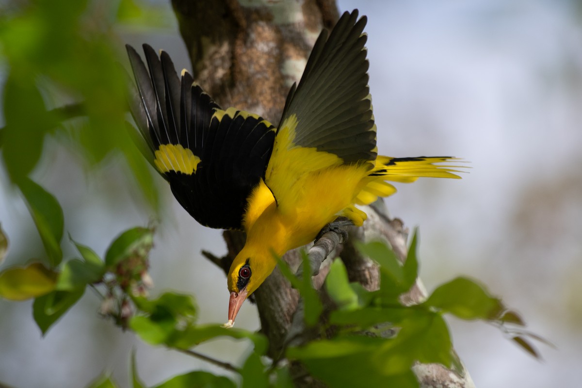 Indian Golden Oriole - ML347880181