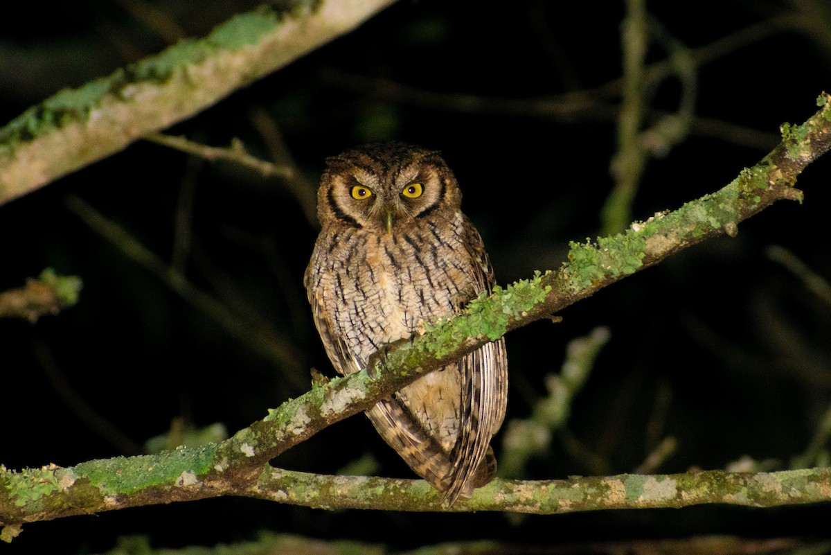 Tropical Screech-Owl - Leandro Bareiro Guiñazú