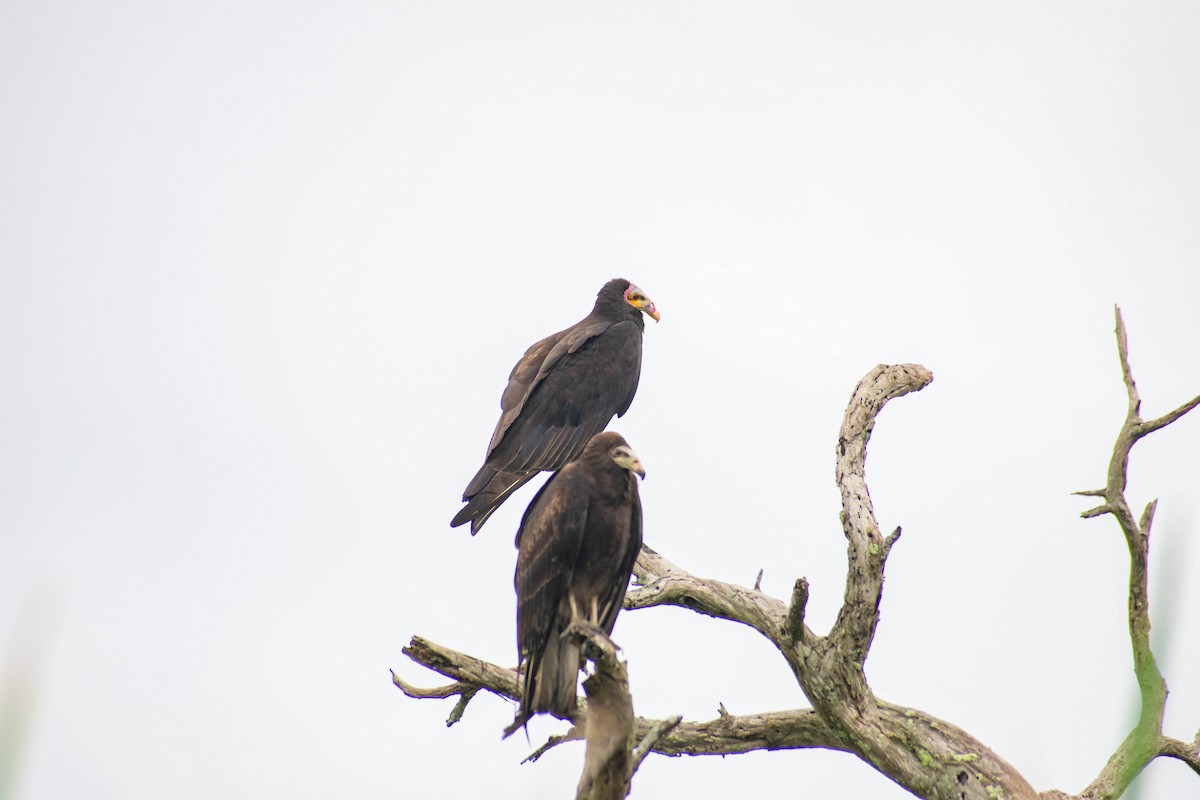 Lesser Yellow-headed Vulture - Leandro Bareiro Guiñazú