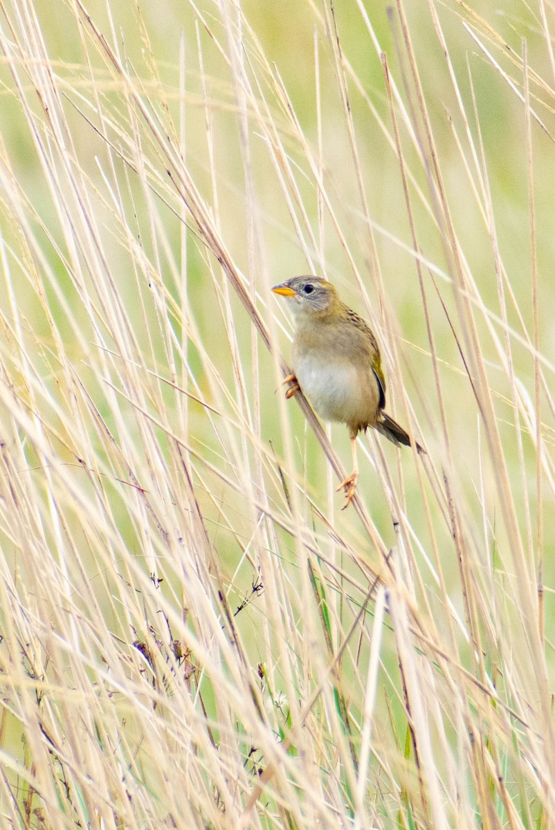 Wedge-tailed Grass-Finch - Leandro Bareiro Guiñazú