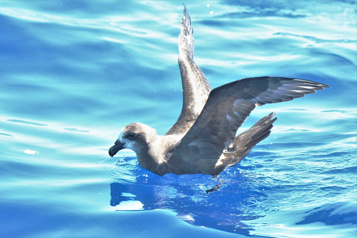 Gray-faced Petrel - Trevor Ross