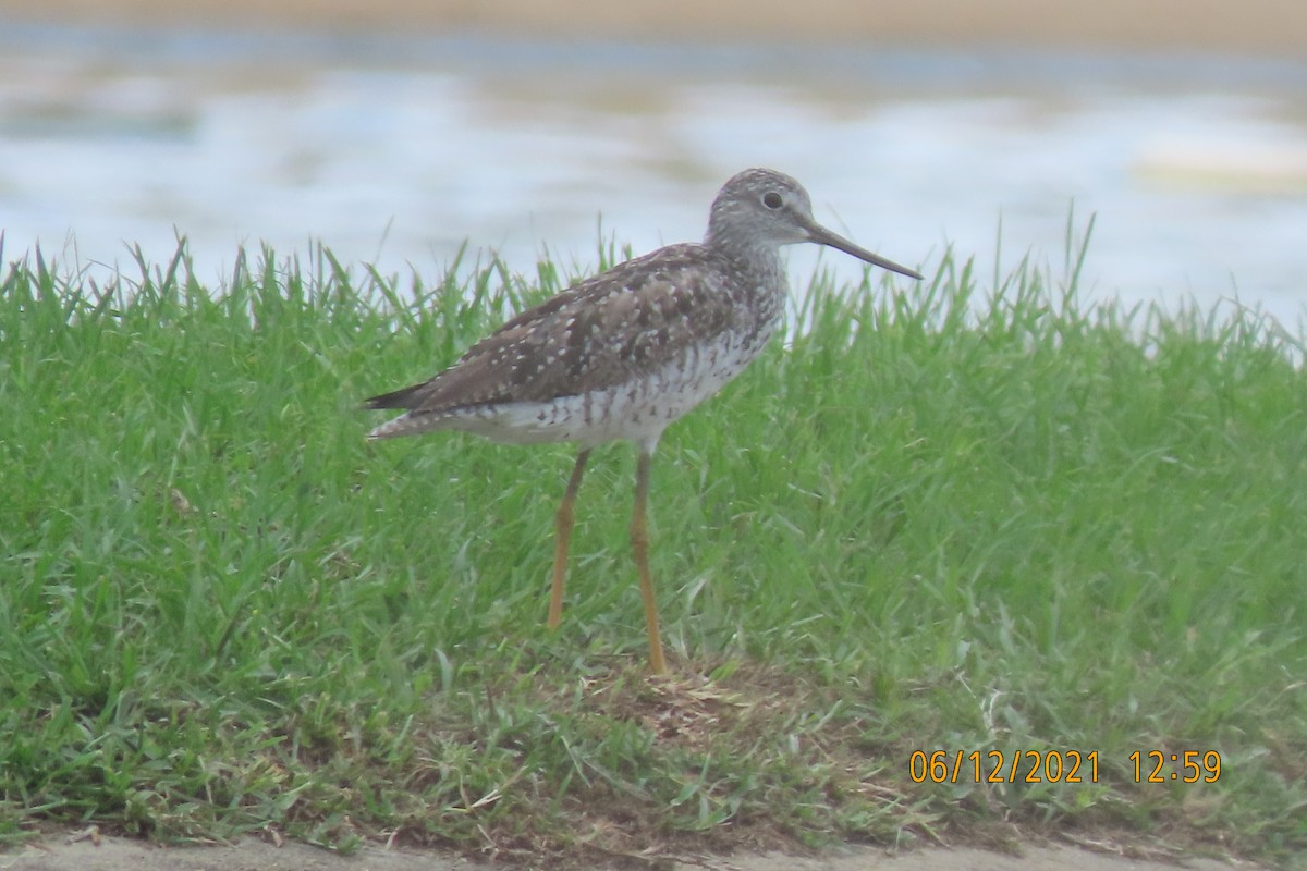 Greater Yellowlegs - Elizabeth Anderegg