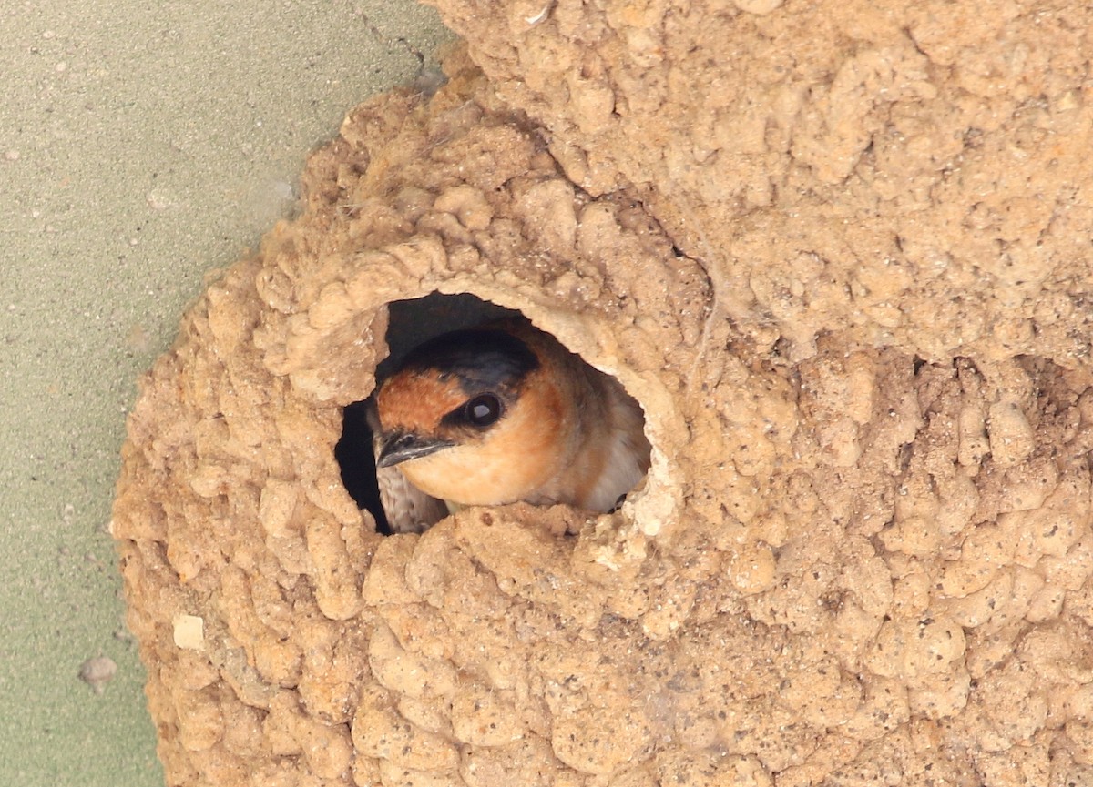 Cave Swallow - ML347883491