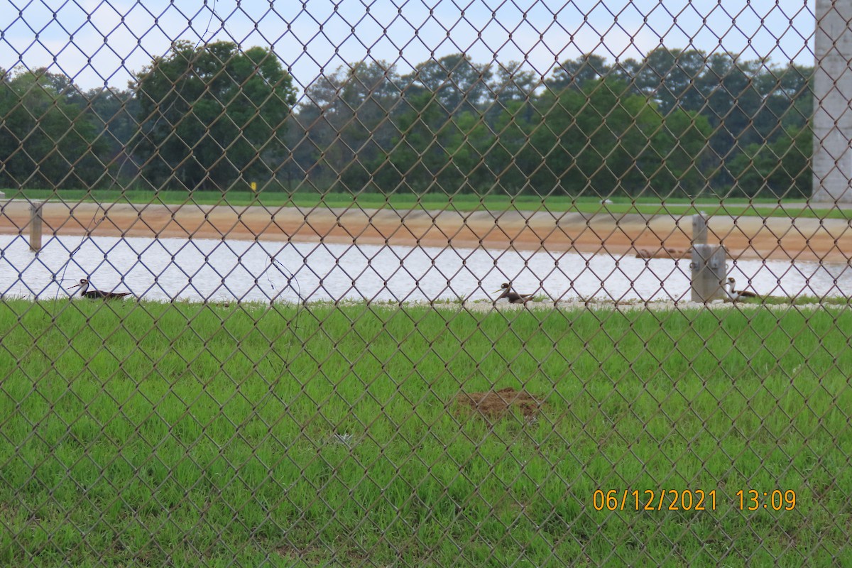 Black-necked Stilt - ML347883741