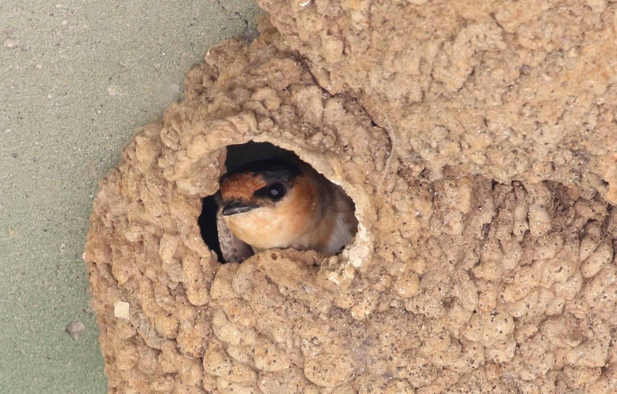 Cave Swallow - ML347883821