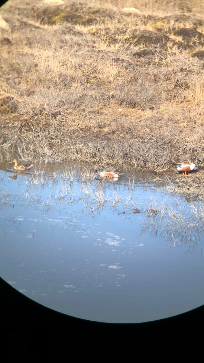 Northern Shoveler - Tania Robitaille