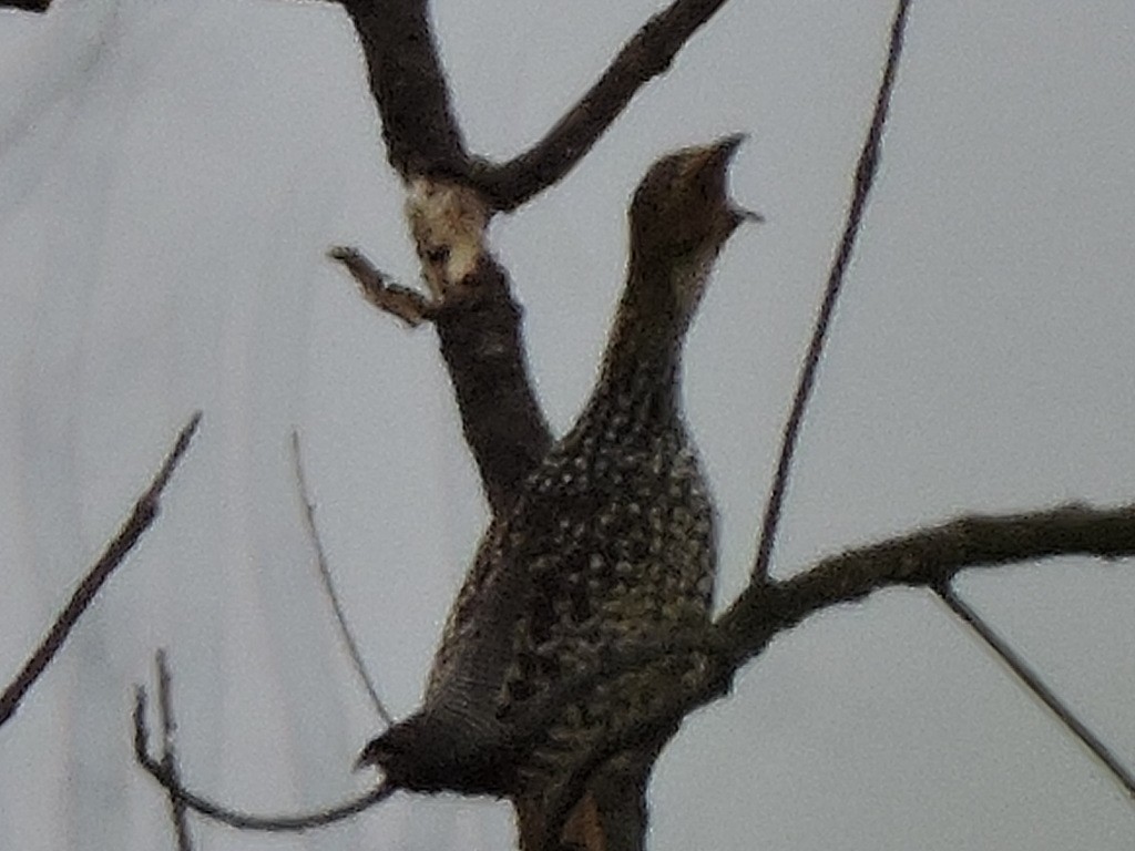 Painted Francolin - ML34788551