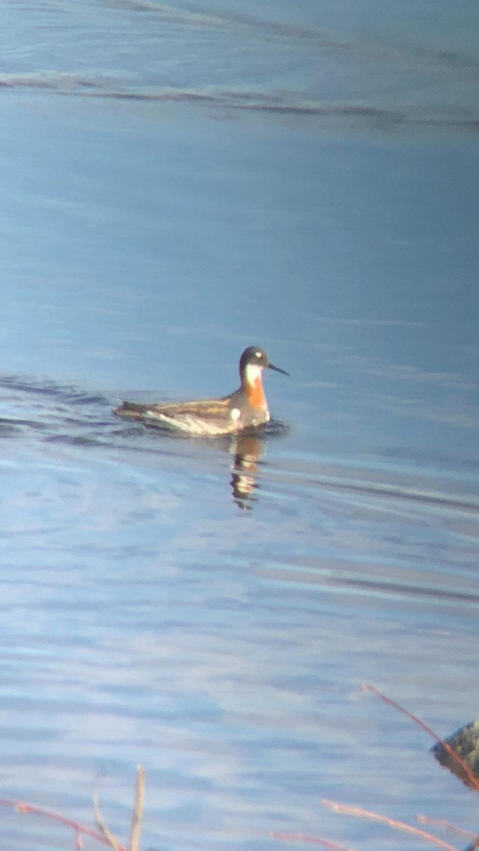 Red-necked Phalarope - Tania Robitaille