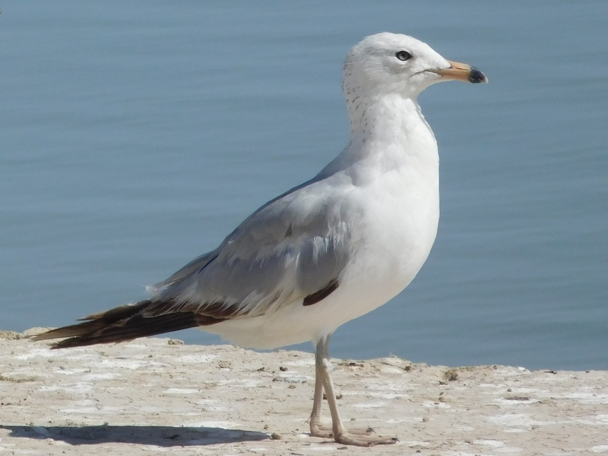 Gaviota de Delaware - ML347890201