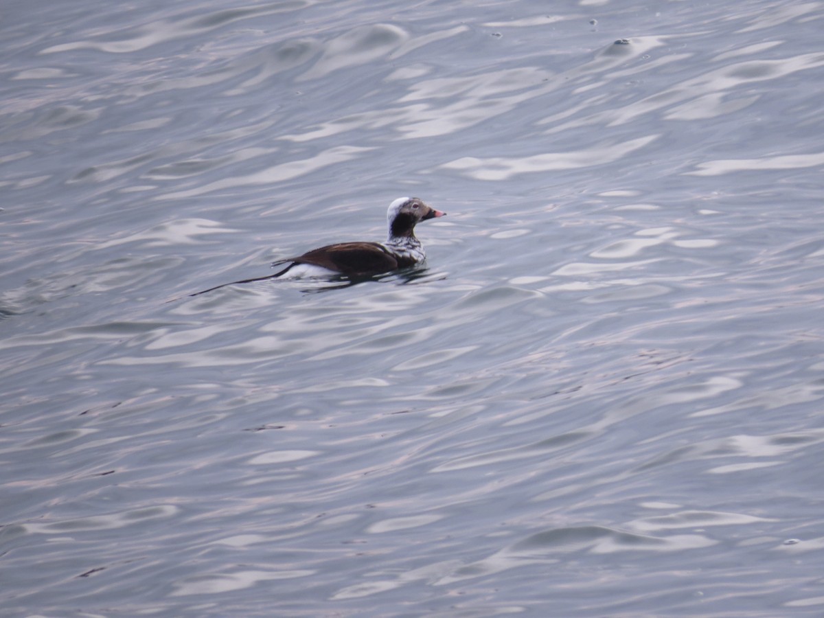 Long-tailed Duck - ML347890601