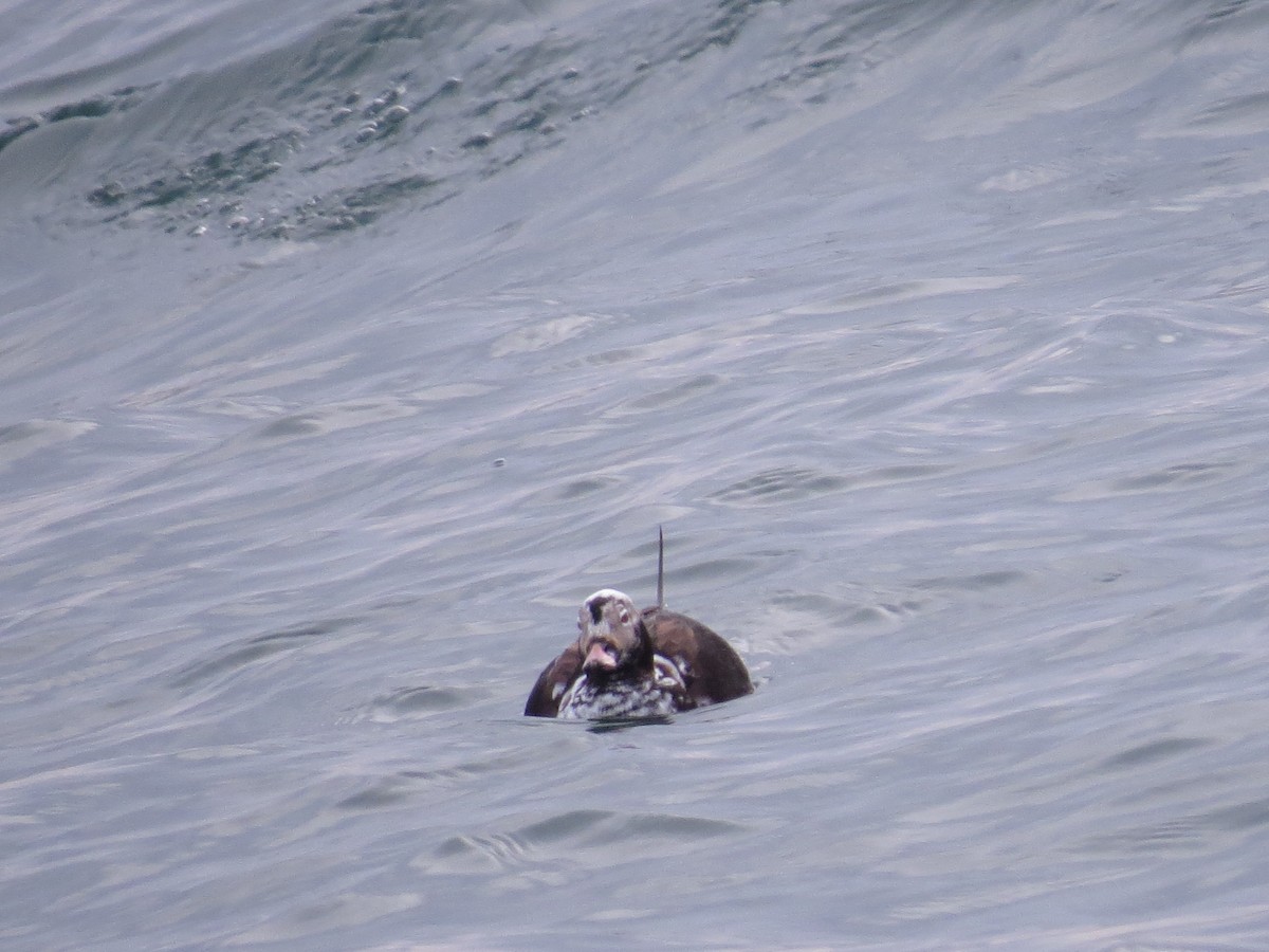 Long-tailed Duck - ML347890651