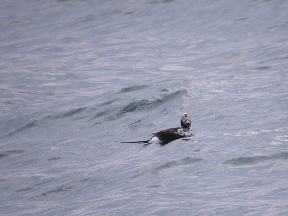 Long-tailed Duck - ML347890691