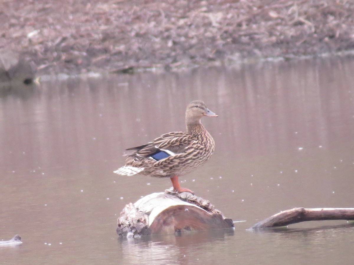 Canard colvert - ML347890831