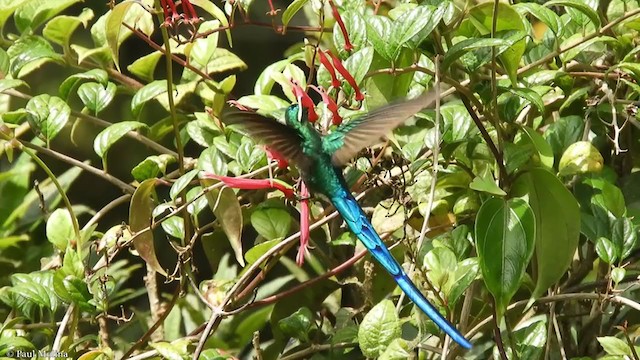 Long-tailed Sylph - ML347891441