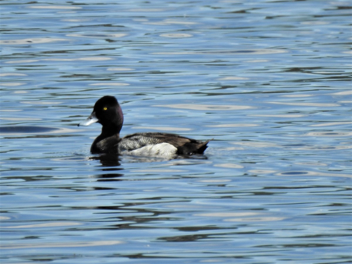 Lesser Scaup - ML347891531