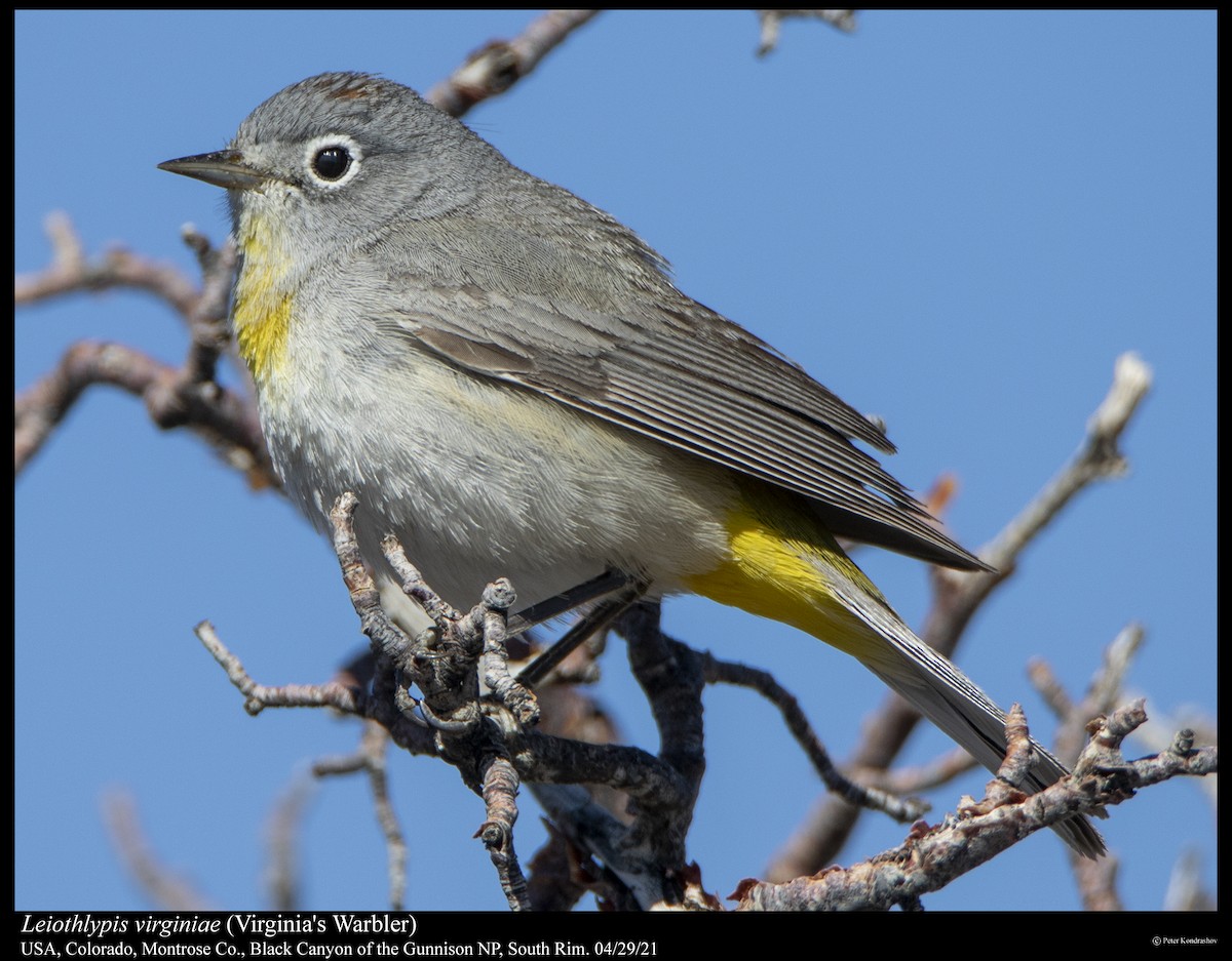 Virginia's Warbler - ML347893511