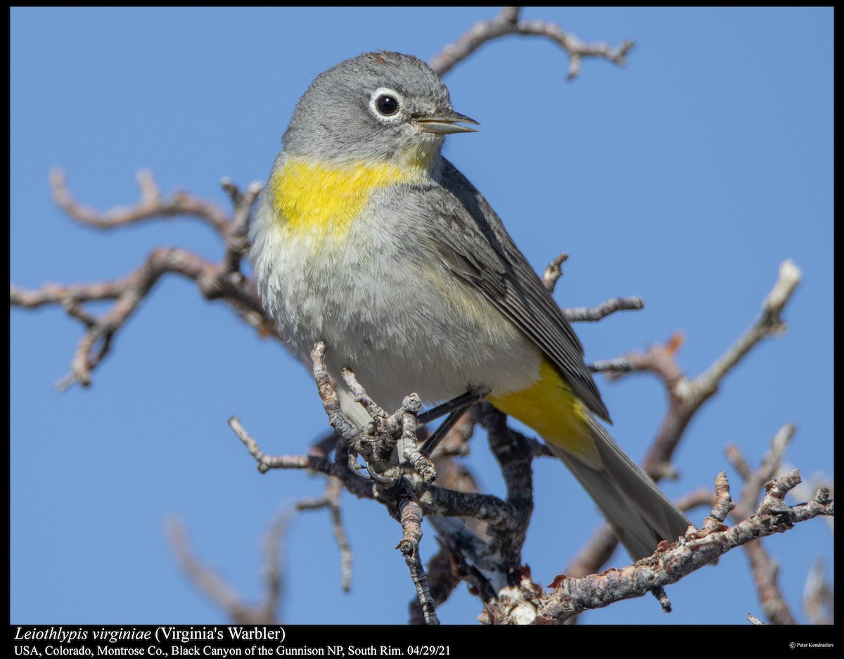 Virginia's Warbler - ML347893521