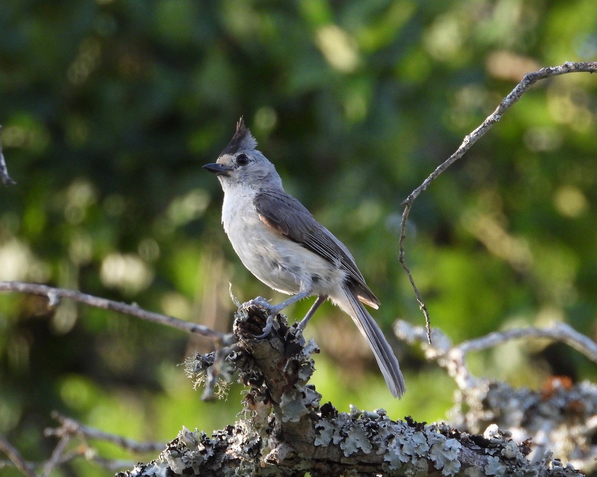 Black-crested Titmouse - ML347894481