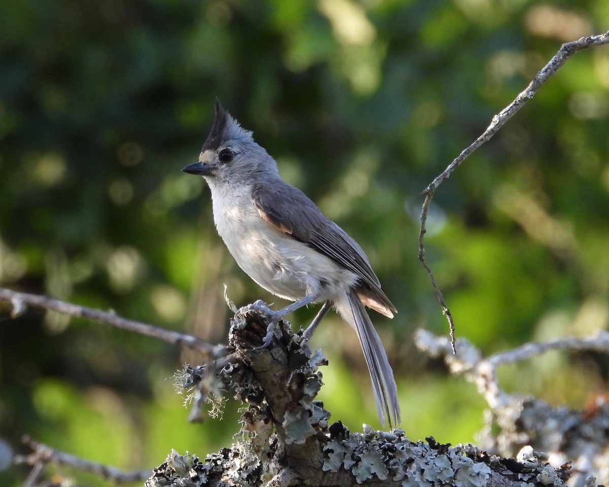 Black-crested Titmouse - ML347894551