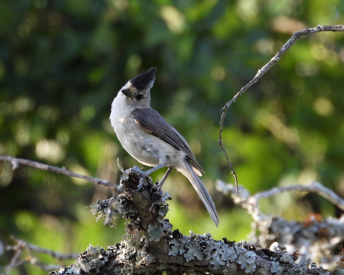 Black-crested Titmouse - grete pasch