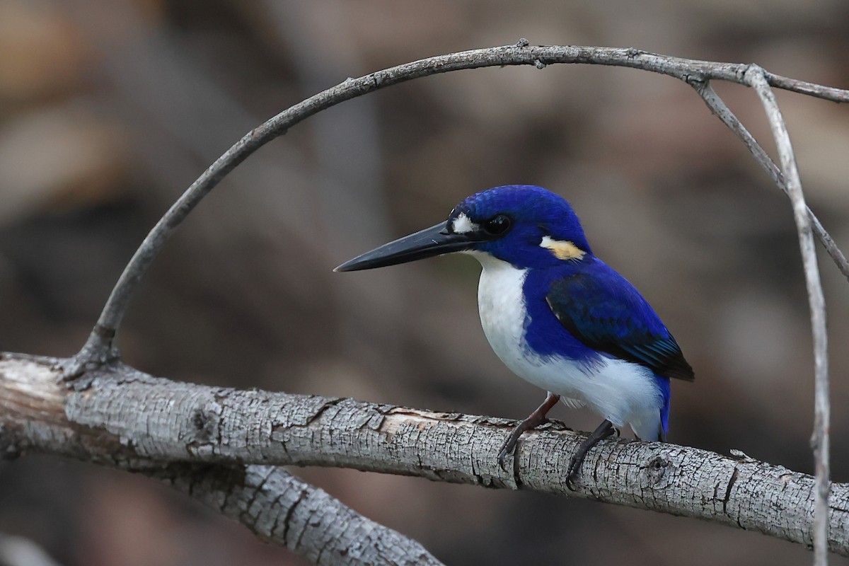 Little Kingfisher - Tony Ashton