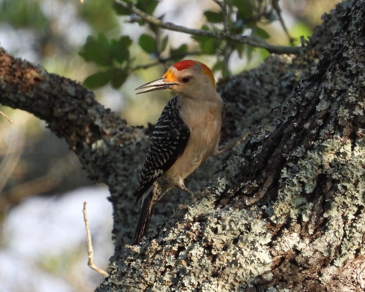 Golden-fronted Woodpecker - grete pasch