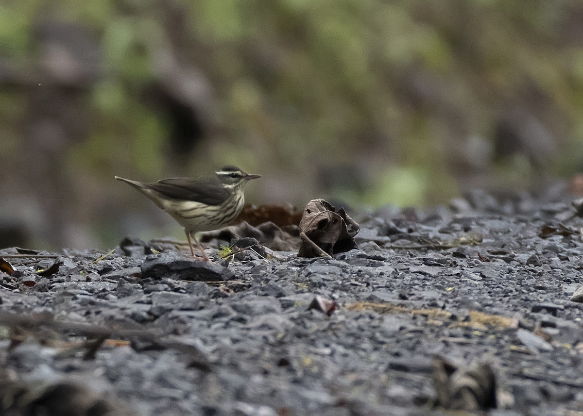 Louisiana Waterthrush - Leandro Arias