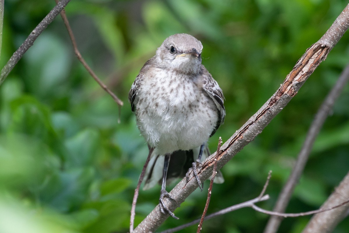 Northern Mockingbird - ML347896961
