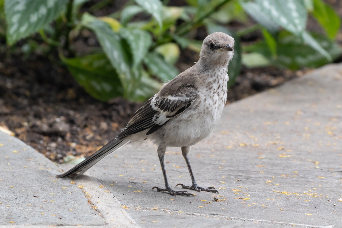 Northern Mockingbird - ML347896971