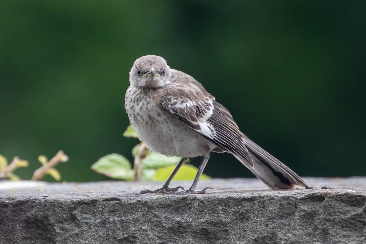Northern Mockingbird - ML347896981