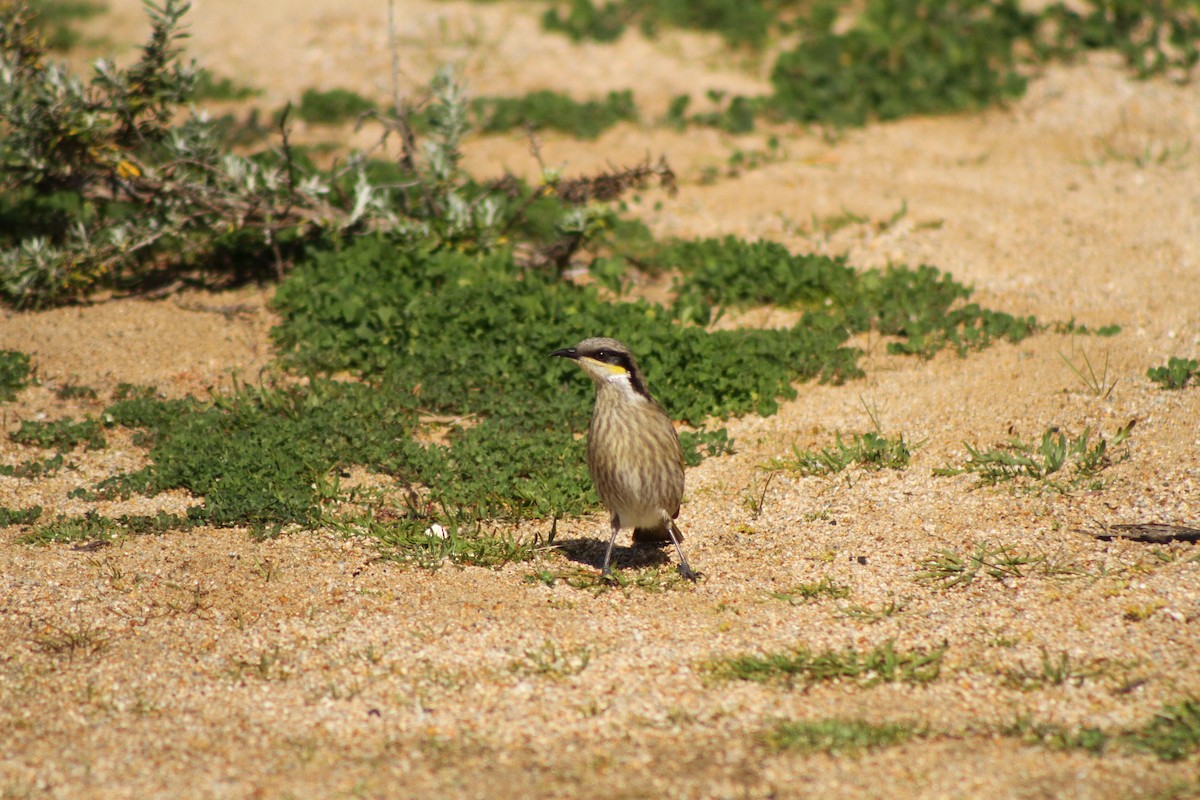 Singing Honeyeater - ML34789741
