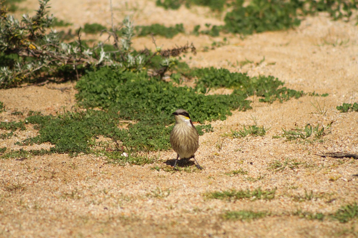 Singing Honeyeater - ML34789751