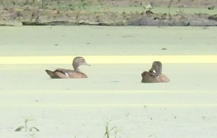 Wood Duck - ML34789781