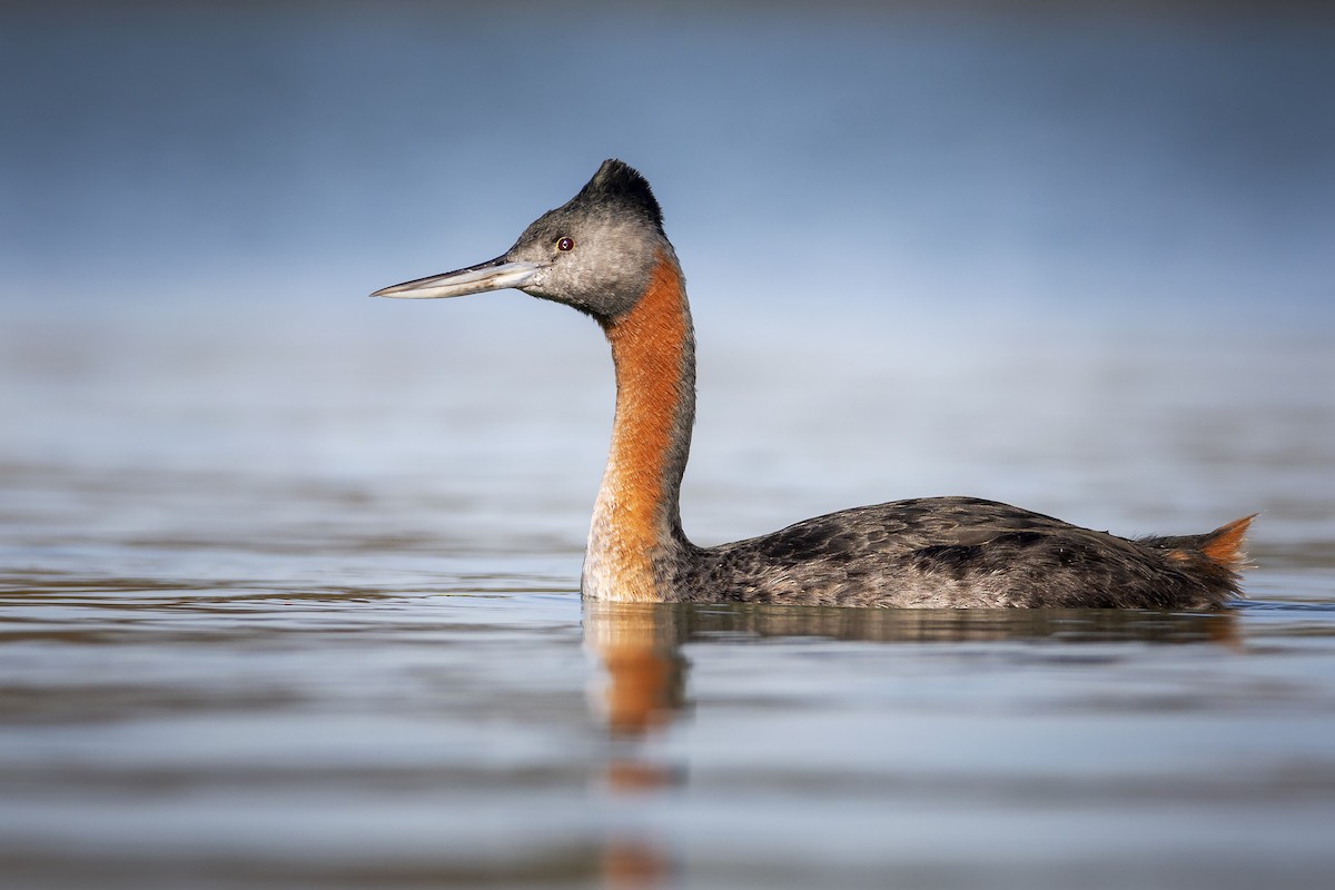 Great Grebe - ML347898061