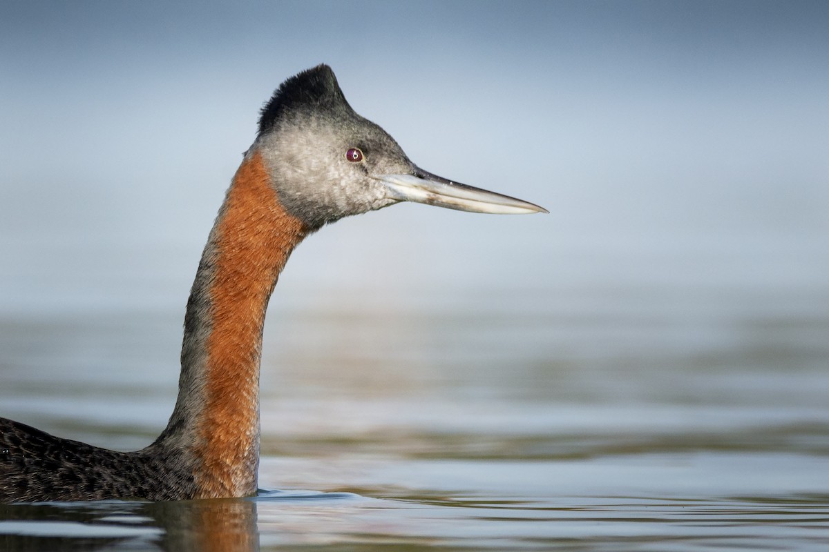 Great Grebe - ML347898071