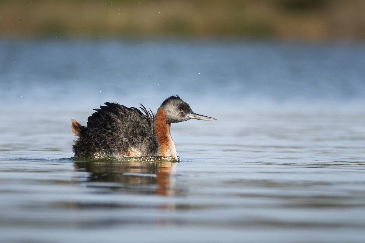 Great Grebe - ML347898081