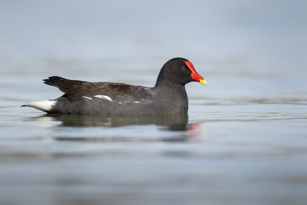 Common Gallinule - ML347898211