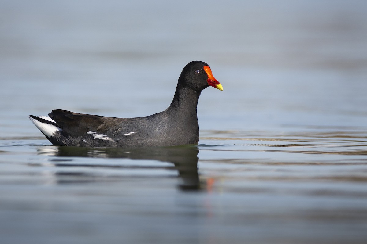 Common Gallinule - ML347898231