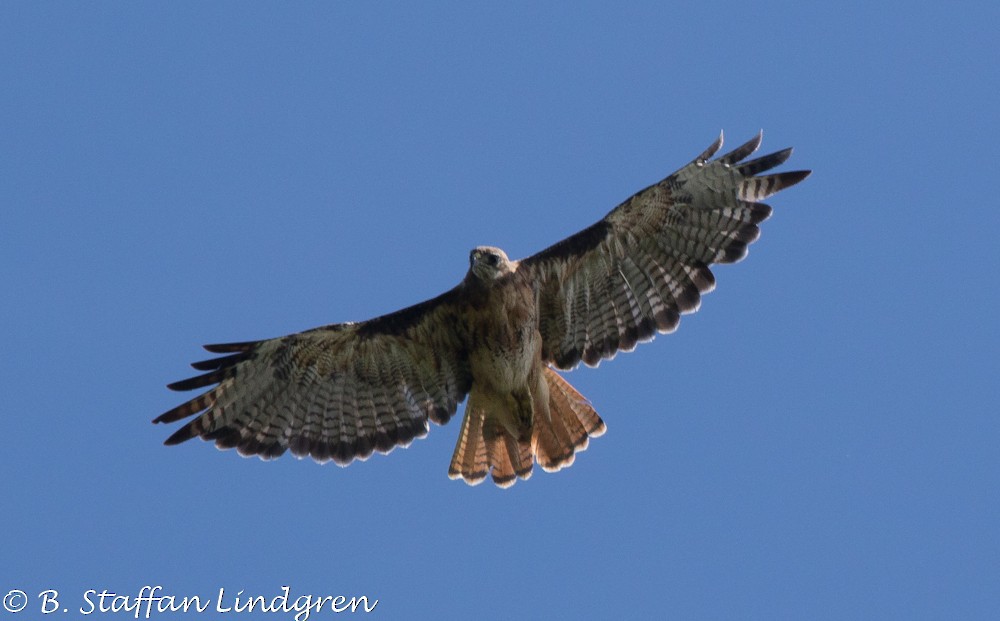 Red-tailed Hawk - Staffan Lindgren