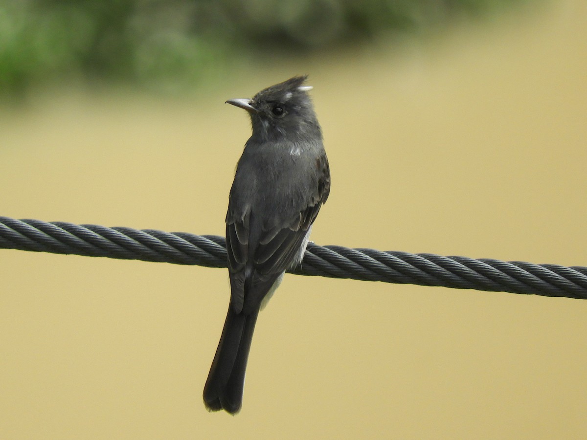 Smoke-colored Pewee - Paul Molina A