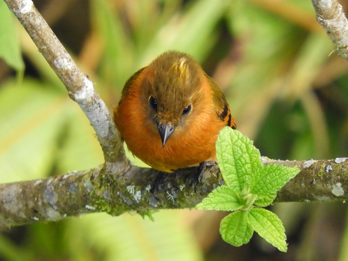 Cinnamon Flycatcher - ML347900181