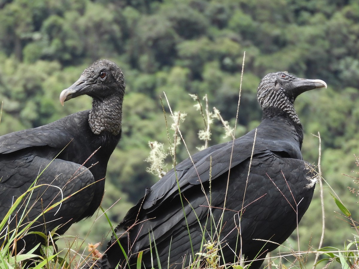 Black Vulture - ML347901251