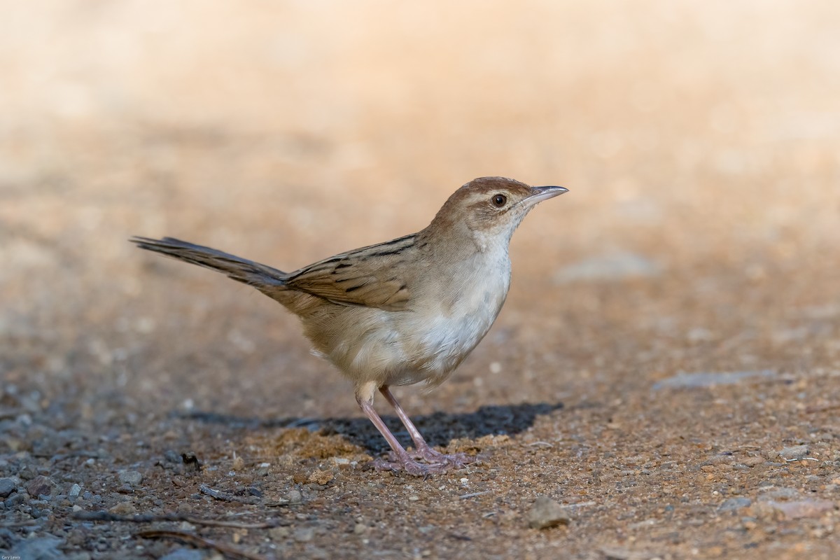 Tawny Grassbird - ML347901571