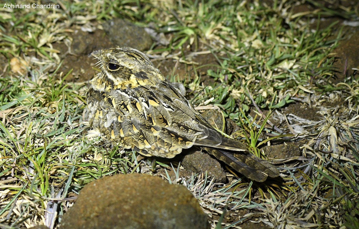 Indian Nightjar - ML34790351