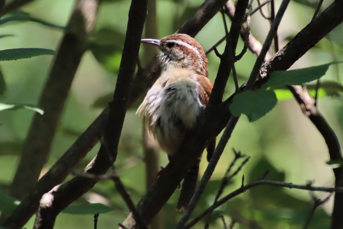 Carolina Wren - ML347905241