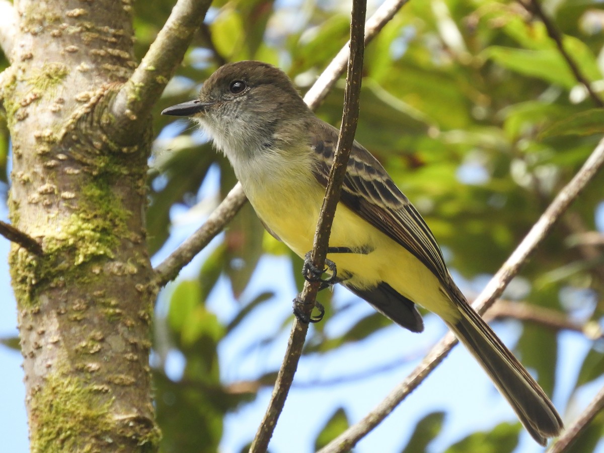 Pale-edged Flycatcher - ML347905261