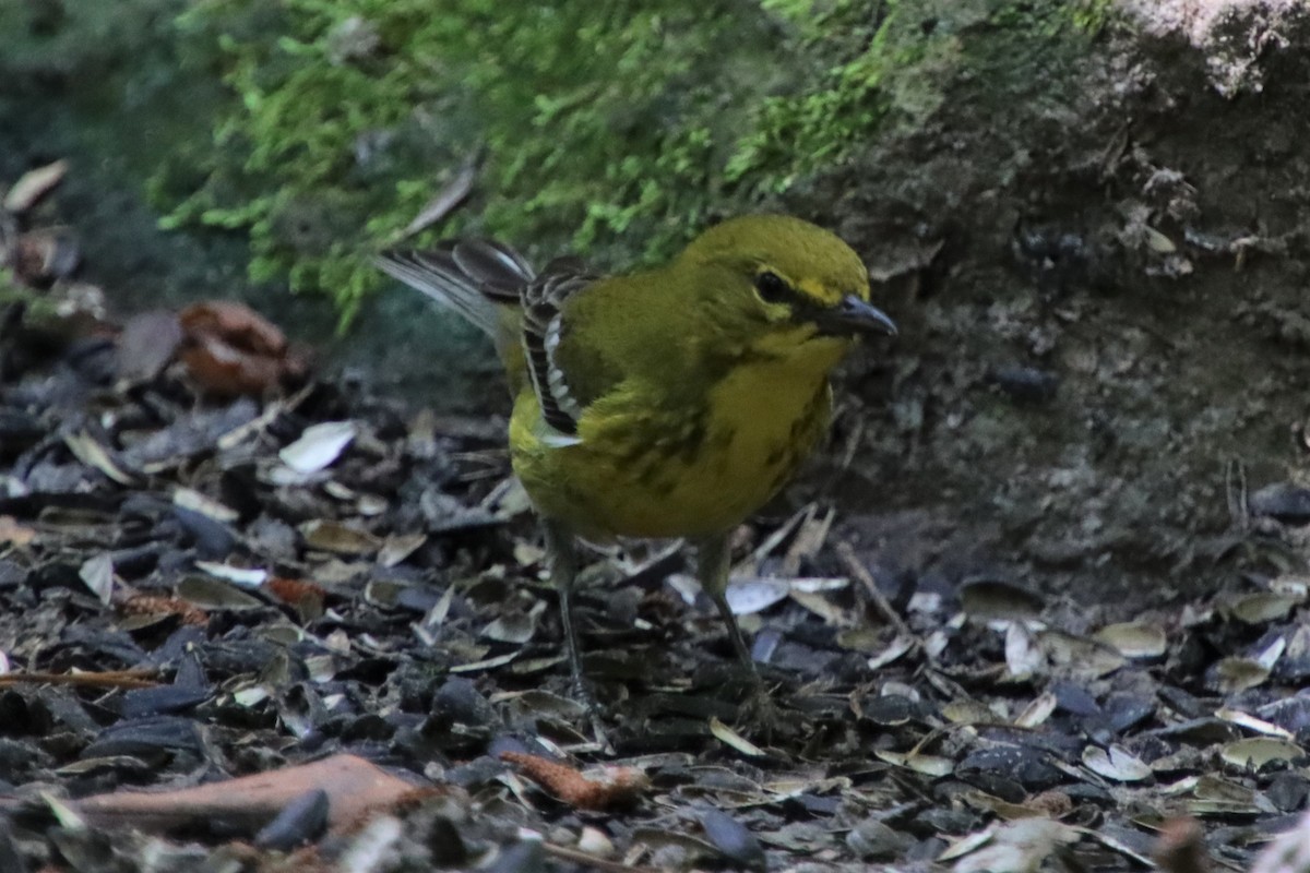 Pine Warbler - ML347905271