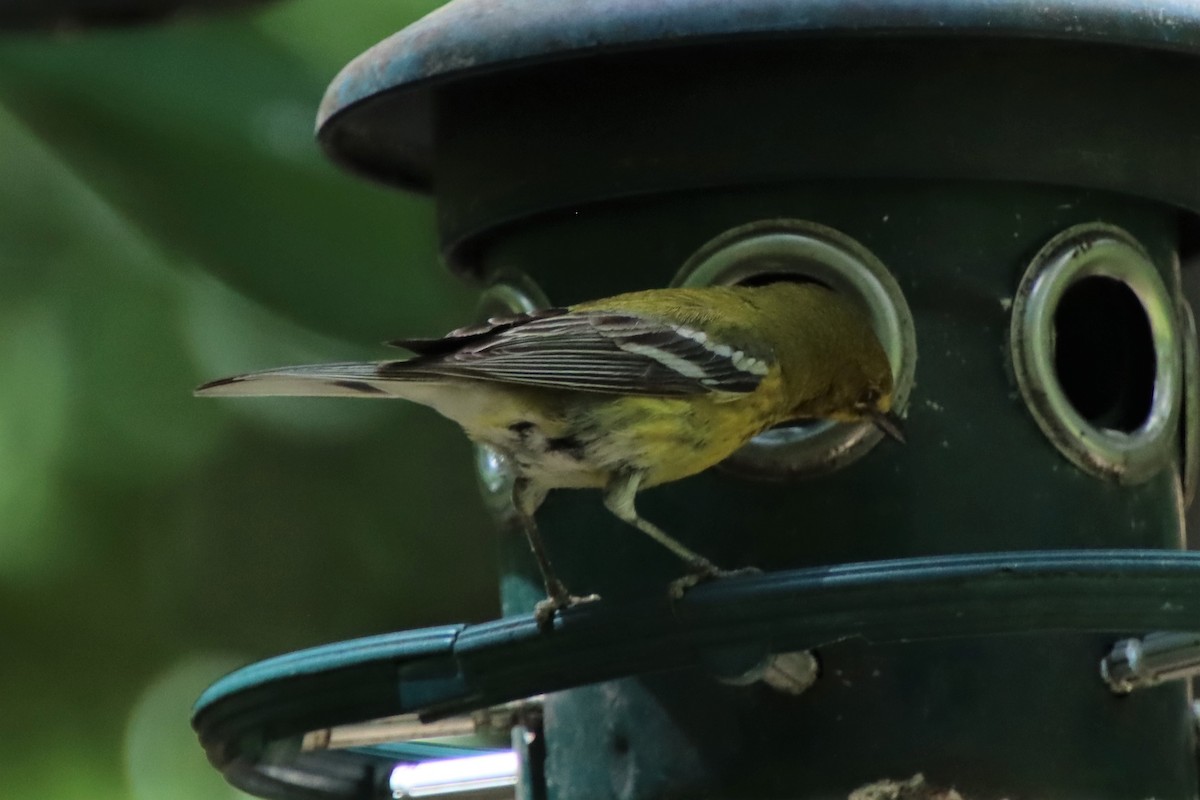 Pine Warbler - ML347905281