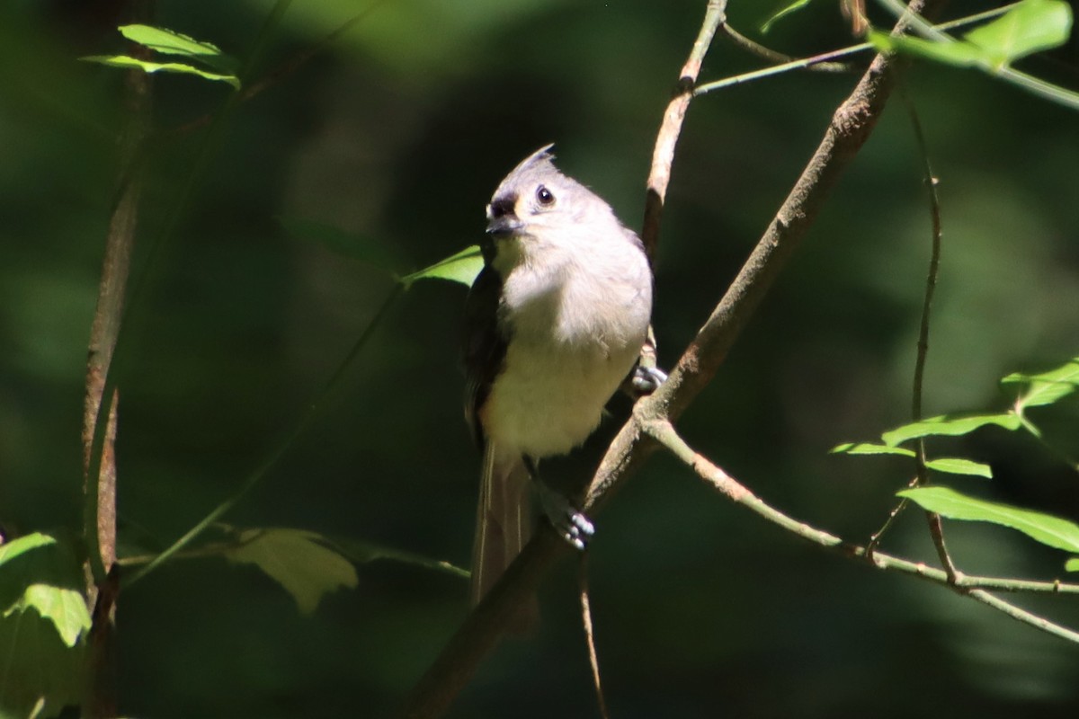 Tufted Titmouse - ML347905311