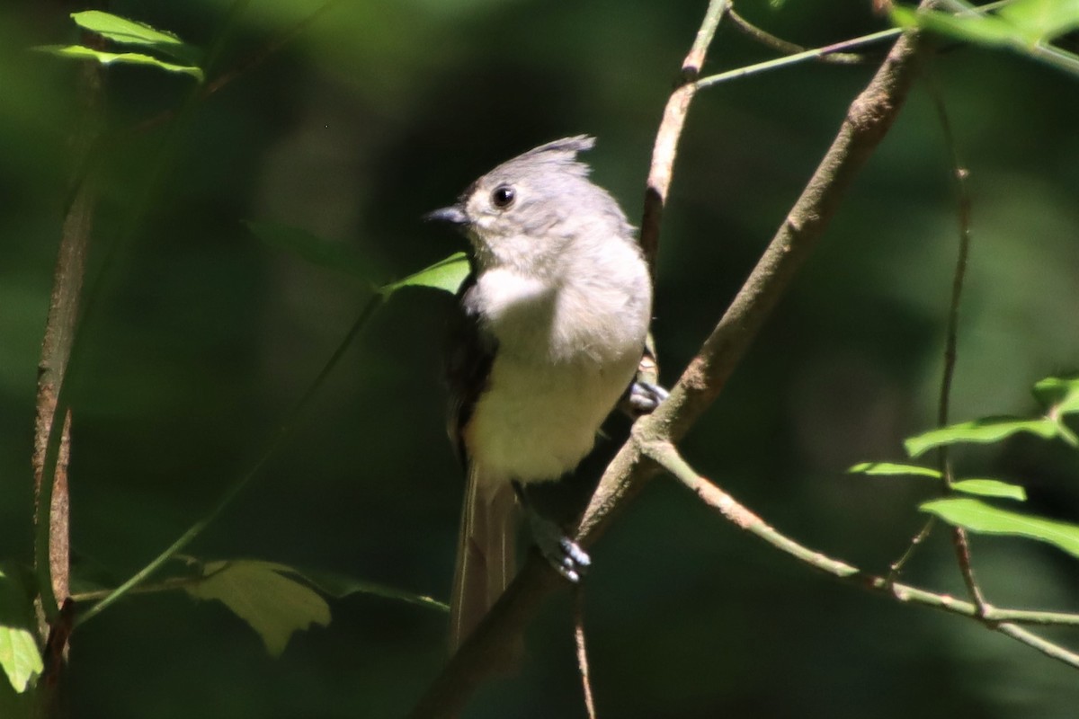 Tufted Titmouse - ML347905321